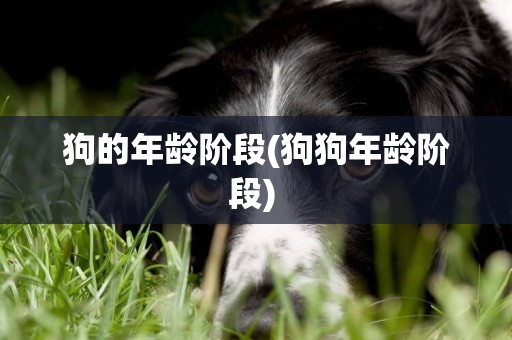 狗的年齡階段(狗狗年齡階段) 