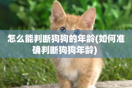 怎么能判斷狗狗的年齡(如何準確判斷狗狗年齡) 