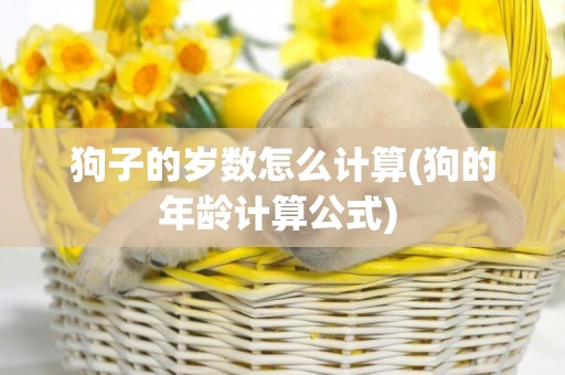 狗子的歲數怎么計算(狗的年齡計算公式) 