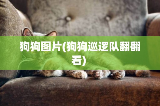狗狗圖片(狗狗巡邏隊翻翻看) 