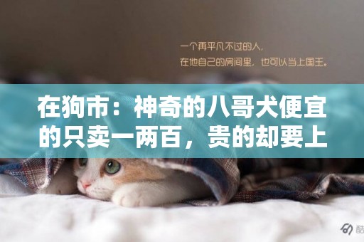 在狗市：神奇的八哥犬便宜的只賣一兩百，貴的卻要上萬！ 
