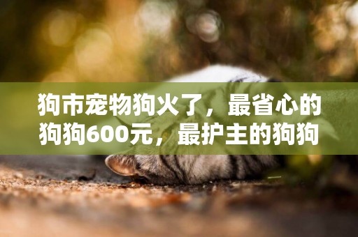 狗市寵物狗火了，最省心的狗狗600元，最護主的狗狗賣出白菜價 