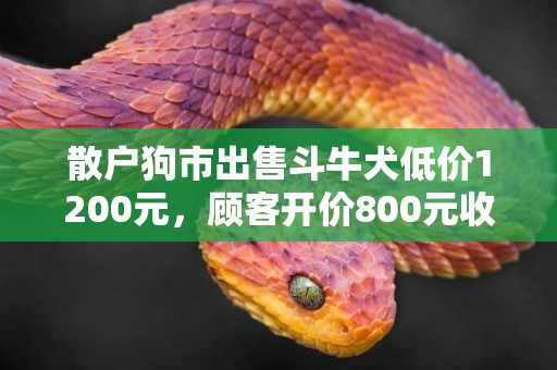 散戶狗市出售斗牛犬低價1200元，顧客開價800元收購！ 
