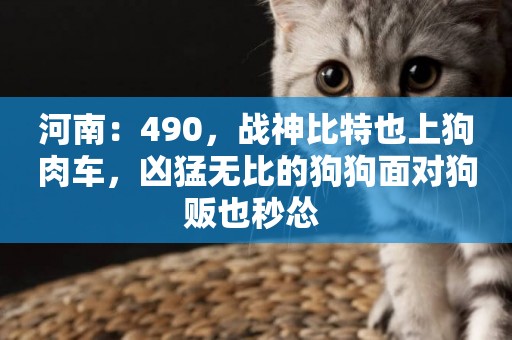 河南：490，戰神比特也上狗肉車，兇猛無比的狗狗面對狗販也秒慫 