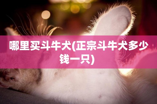 哪里買斗牛犬(正宗斗牛犬多少錢一只) 