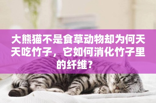 大熊貓不是食草動物卻為何天天吃竹子，它如何消化竹子里的纖維？ 