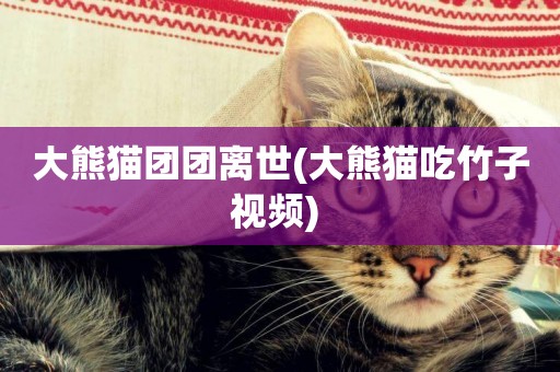 大熊貓團團離世(大熊貓吃竹子視頻) 