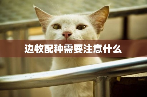 邊牧配種需要注意什么
