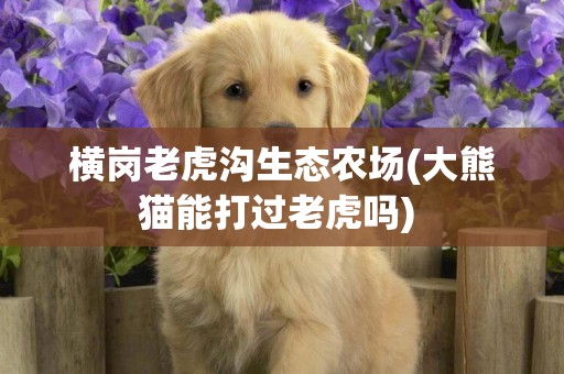 橫崗老虎溝生態農場(大熊貓能打過老虎嗎) 