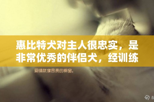 惠比特犬對主人很忠實，是非常優秀的伴侶犬，經訓練也用作護衛犬 