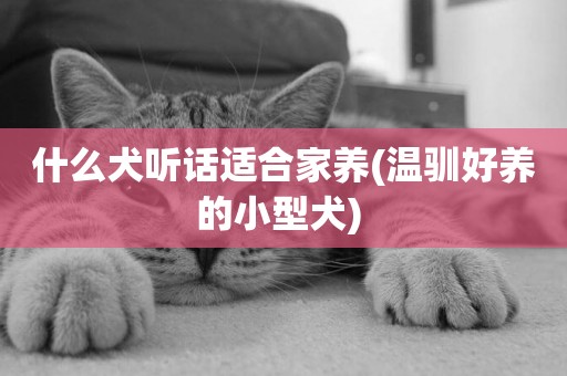 什么犬聽話適合家養(溫馴好養的小型犬) 