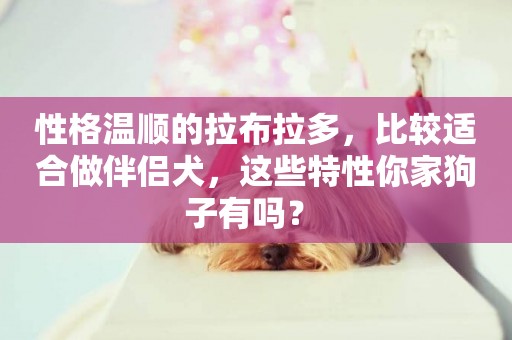 性格溫順的拉布拉多，比較適合做伴侶犬，這些特性你家狗子有嗎？ 
