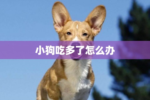 小狗吃多了怎么辦