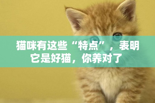 貓咪有這些“特點”，表明它是好貓，你養對了 