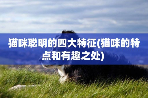 貓咪聰明的四大特征(貓咪的特點和有趣之處) 