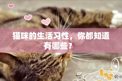 貓咪的生活習性，你都知道有哪些？ 