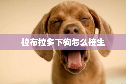 拉布拉多下狗怎么接生