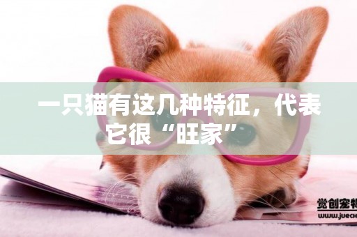 一只貓有這幾種特征，代表它很“旺家” 