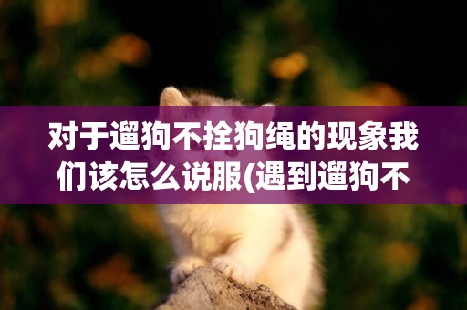 對于遛狗不拴狗繩的現象我們該怎么說服(遇到遛狗不拴繩如何舉報) 
