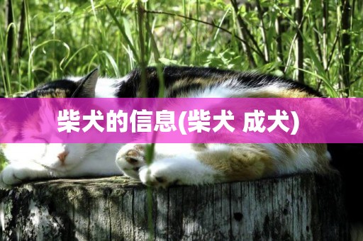 柴犬的信息(柴犬 成犬) 