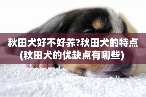 秋田犬好不好養?秋田犬的特點(秋田犬的優缺點有哪些) 
