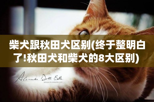 柴犬跟秋田犬區別(終于整明白了!秋田犬和柴犬的8大區別) 