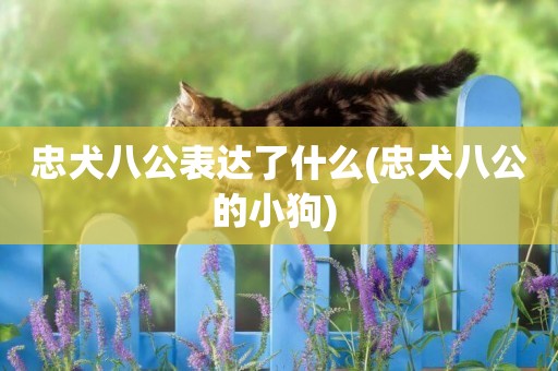 忠犬八公表達了什么(忠犬八公的小狗) 
