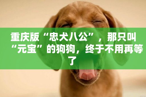 重慶版“忠犬八公”，那只叫“元寶”的狗狗，終于不用再等了 