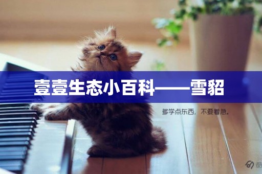 壹壹生態小百科——雪貂 