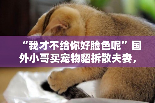 “我才不給你好臉色呢”國外小哥買寵物貂拆散夫妻，結局網友羨慕 