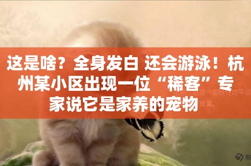 這是啥？全身發白 還會游泳！杭州某小區出現一位“稀客”專家說它是家養的寵物 