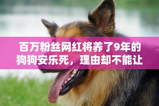 百萬粉絲網紅將養了9年的狗狗安樂死，理由卻不能讓人接受 