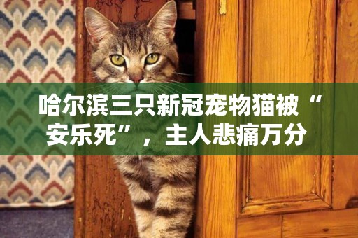 哈爾濱三只新冠寵物貓被“安樂死”，主人悲痛萬分 