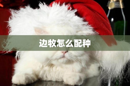 邊牧怎么配種