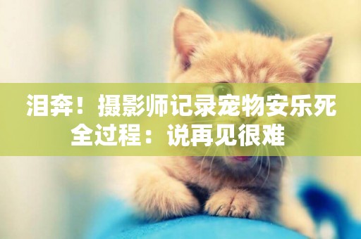 淚奔！攝影師記錄寵物安樂死全過程：說再見很難 