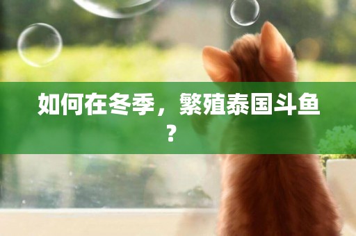 如何在冬季，繁殖泰國斗魚？ 