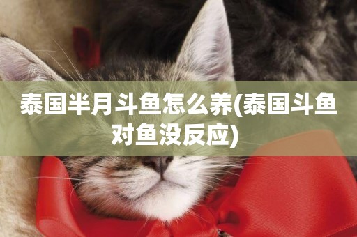 泰國半月斗魚怎么養(泰國斗魚對魚沒反應) 
