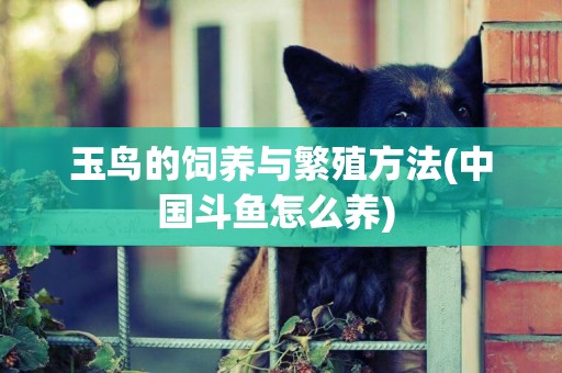 玉鳥的飼養與繁殖方法(中國斗魚怎么養) 