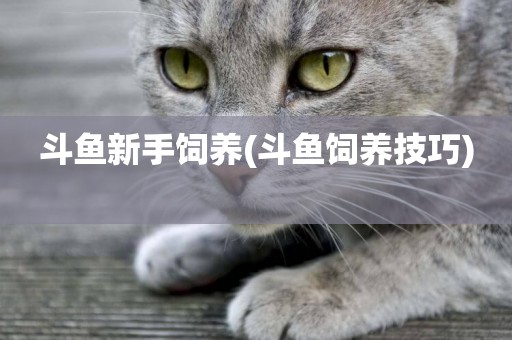 斗魚新手飼養(斗魚飼養技巧) 