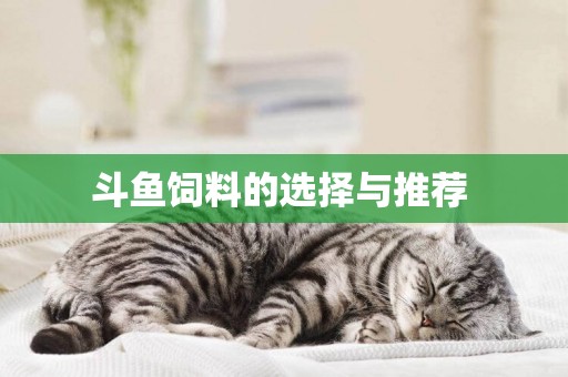 斗魚飼料的選擇與推薦 