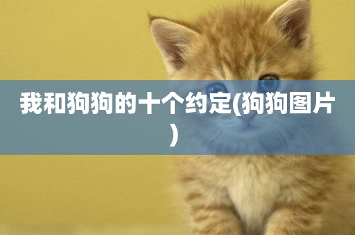 我和狗狗的十個約定(狗狗圖片) 