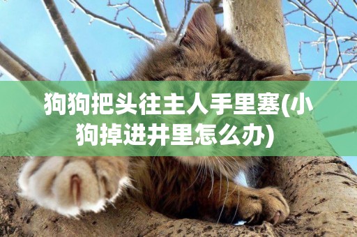 狗狗把頭往主人手里塞(小狗掉進井里怎么辦) 