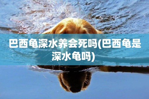 巴西龜深水養會死嗎(巴西龜是深水龜嗎) 