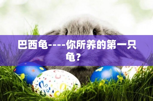 巴西龜----你所養的第一只龜？ 