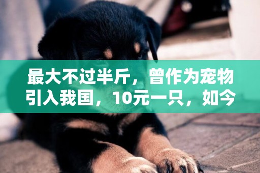 最大不過半斤，曾作為寵物引入我國，10元一只，如今泛濫成災害 