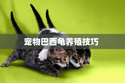 寵物巴西龜養殖技巧 