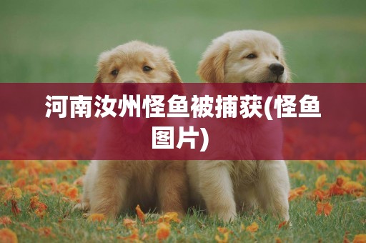 河南汝州怪魚被捕獲(怪魚圖片) 