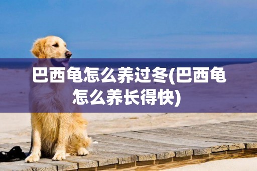 巴西龜怎么養過冬(巴西龜怎么養長得快) 