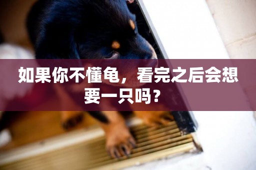 如果你不懂龜，看完之后會想要一只嗎？ 
