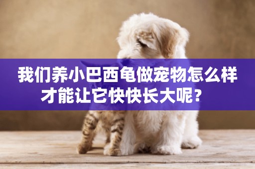 我們養小巴西龜做寵物怎么樣才能讓它快快長大呢？ 
